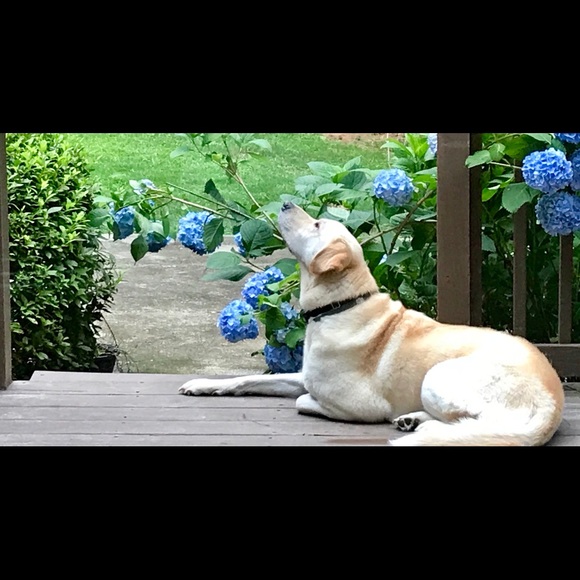 Peace, Love, POSH - Picture 1 of 3